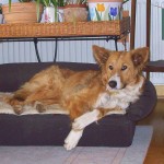 Stella Stella