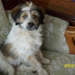 Alf Alf