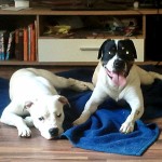 Rusty Rusty und Zoe