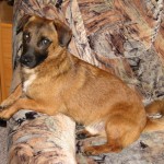 Goldie Goldie