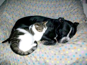 Hugo und Lady