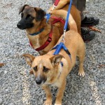Cora und Goldie Cora ehem. Beta