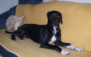 Max Max