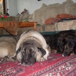 Sena (Xena) Sena (Xena)
