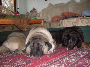 Sena (Xena) Sena (Xena)