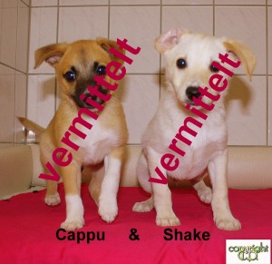 Shake und Cappu