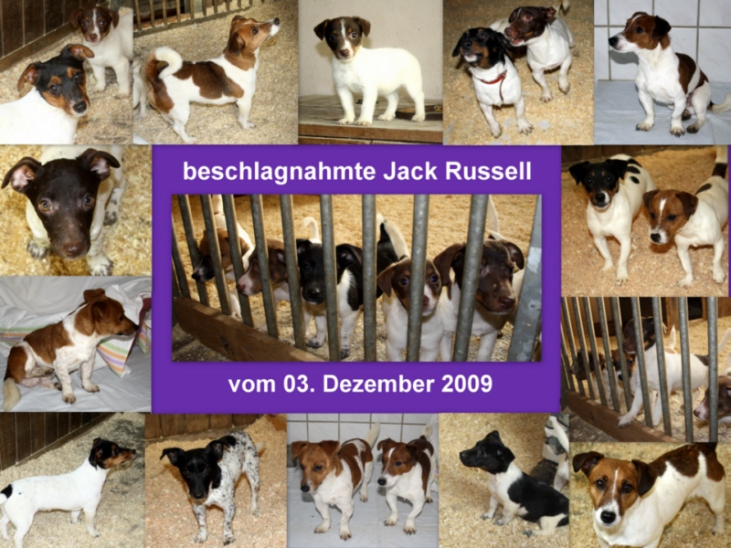 Jack Russell Jack Russell
