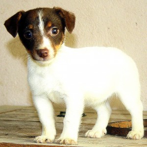 Jack Russell Terrier