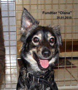 Olana 