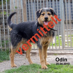 Odin