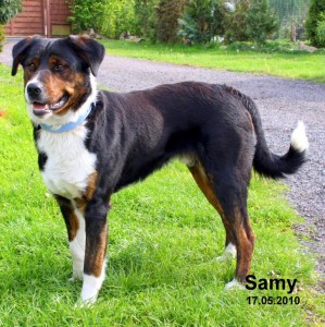 Samy (2) Samy (2)