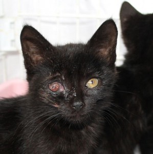 Katze