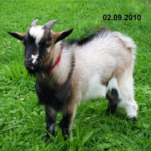 Ziegenbock Ziegenbock