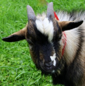 Ziegenbock