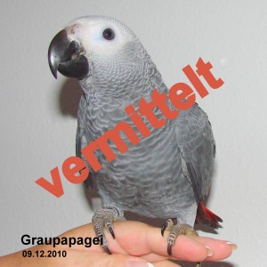 Graupapagei Graupapagei