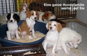Hundefamilie Hundefamilie