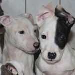 Welpen (2) Welpen (2)