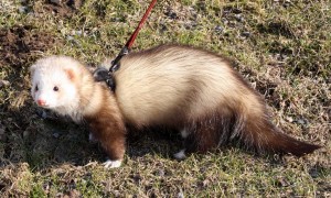 Fred (4)