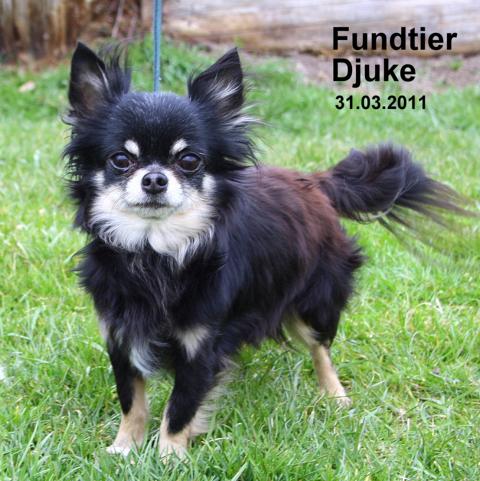 Djuke Djuke
