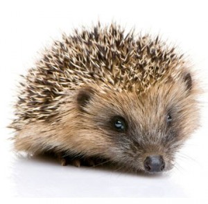 Igel Igel