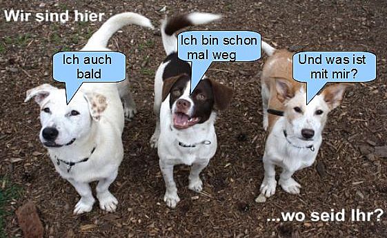 hunde suchen hunde suchen