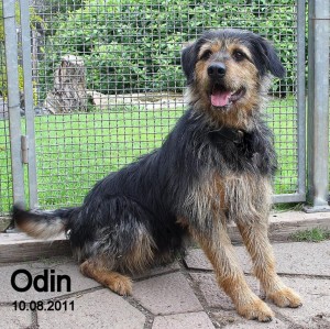 Odin Odin