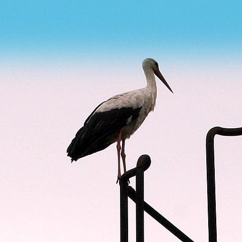 Storch Storch