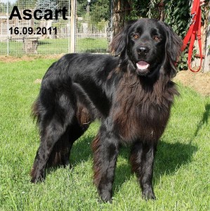 Ascart