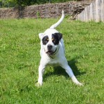 Connie 