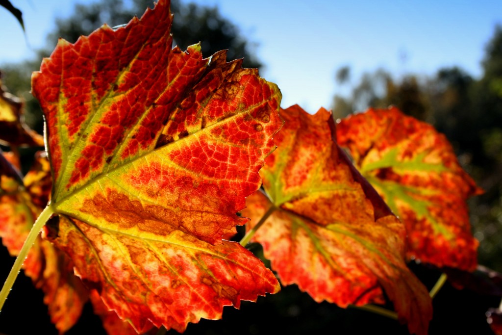 Herbst Herbst
