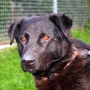 Igor (2)