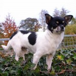 Fundtier Chihuahua