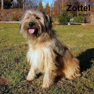 Zottel Zottel