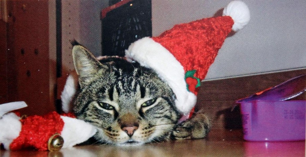 Frohe Weihnacht Frohe Weihnacht
