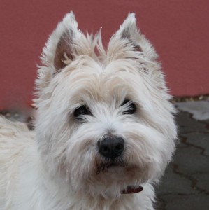 Bobby 