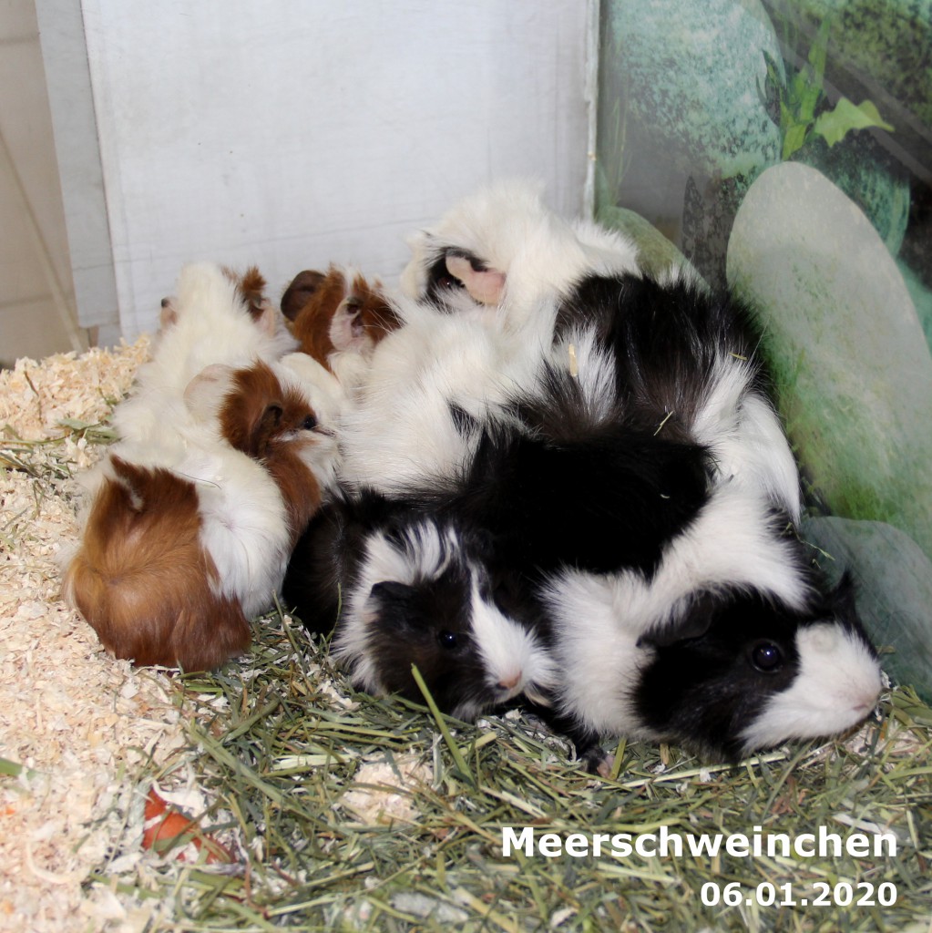 Ausgesetzt Ungeliebter Nachwuchs Meerschweinchen Tiere