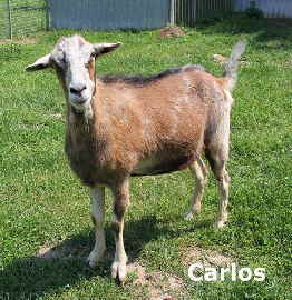 Carlos