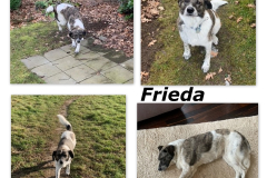 Frieda