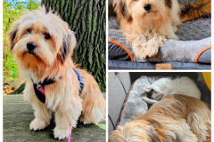 Peanut (ehemals Irma)