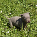 Emil