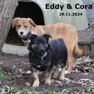 Cora und Eddy (Cora vermittelt)