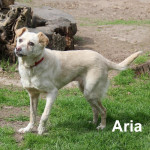 Aria