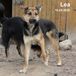 Lea