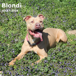 Blondi (vermittelt)