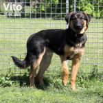 Vito