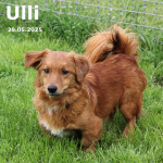Ulli