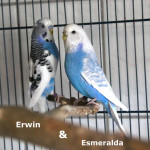 Erwin & Esmeralda (vermittelt)