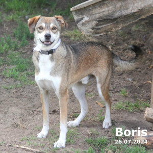 Boris (vermittelt)