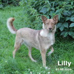 Lilly