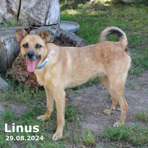 Linus